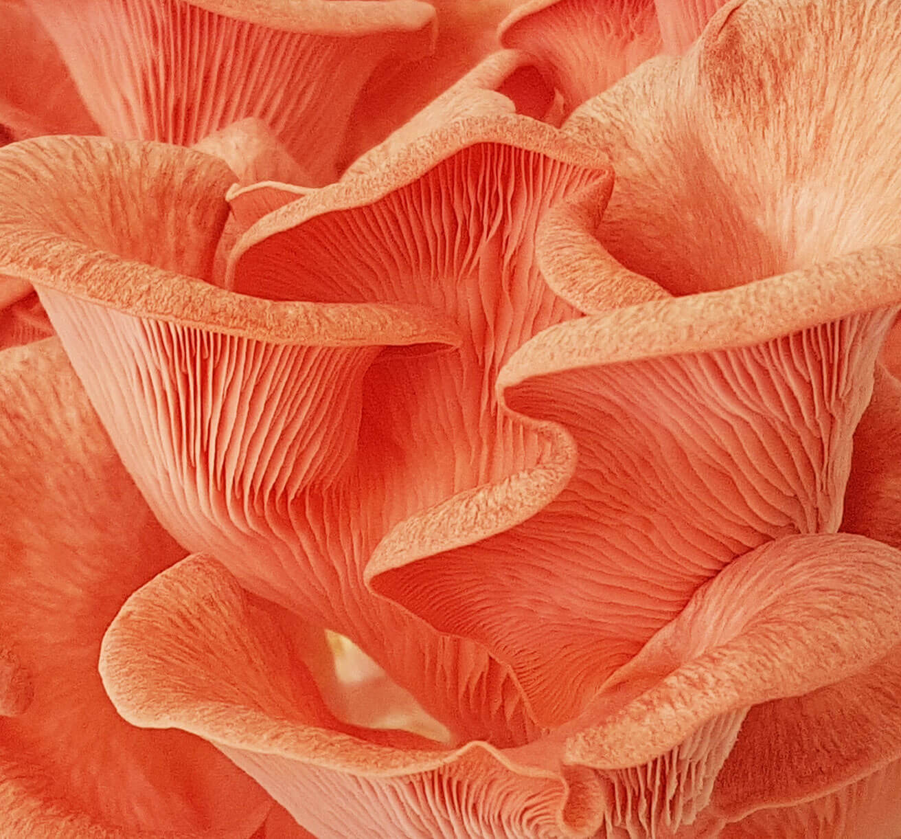 Pilzkoepfe_Rosenseitlinge