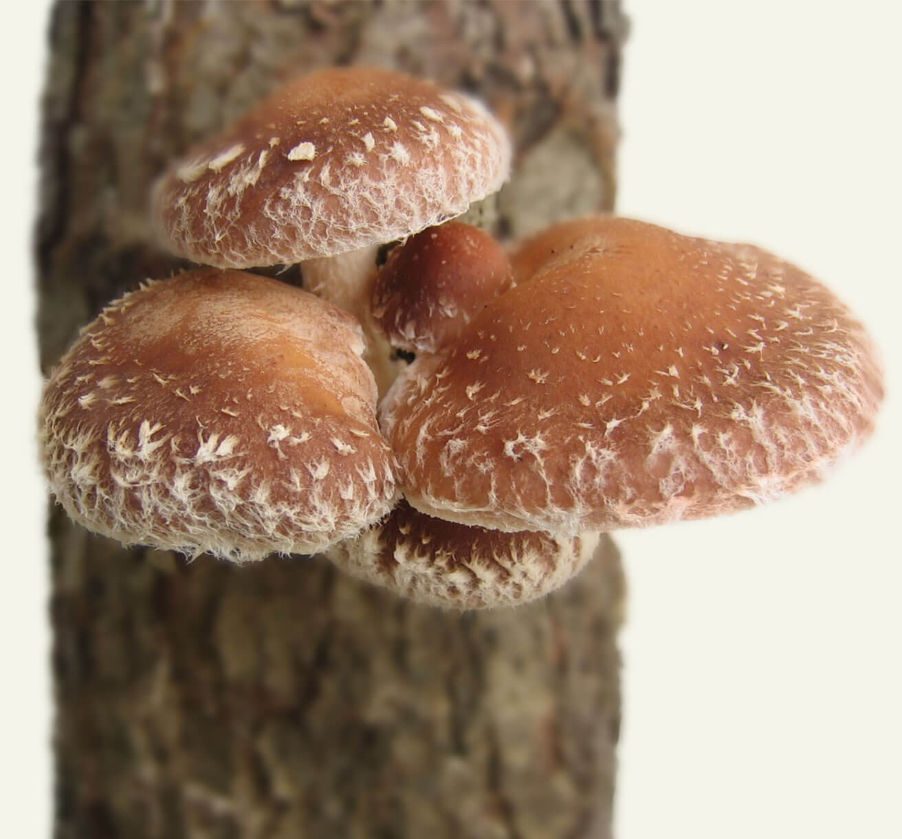 Pilzkoepfe_Shiitake