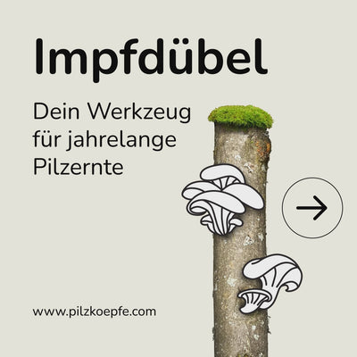 Anleitung für die Pilz-Zucht mit Impfdübeln auf Holzstämmen